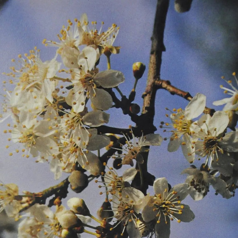 Bach Flower Remedy Cherry Plum