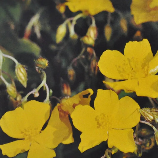 Bach Flower Remedy Rock Rose